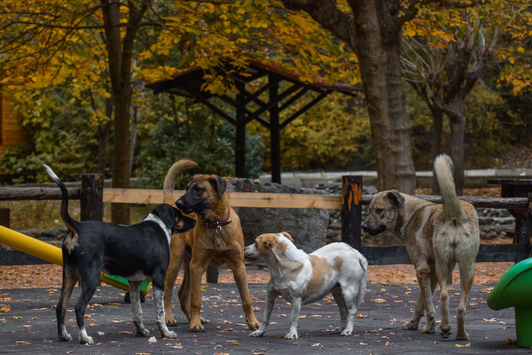 Chiens ensemble dans un parc