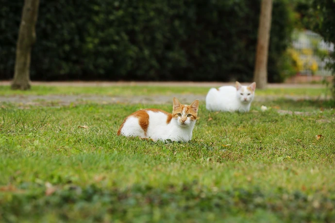 Chats dans l'herbe