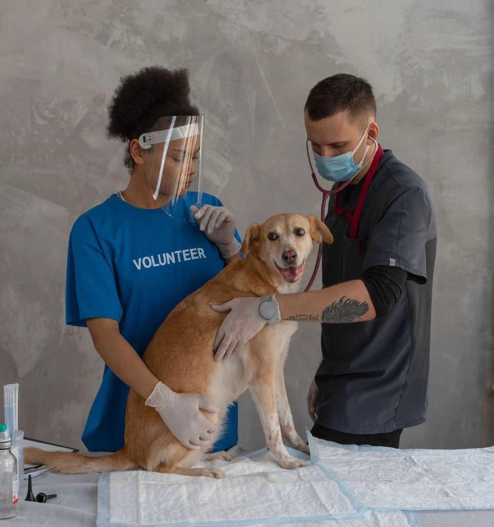 Vétérinaire en consultation avec un animal
